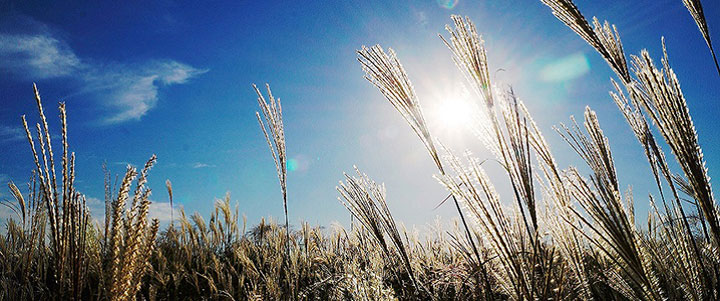 un campo de trigo en un día soleado